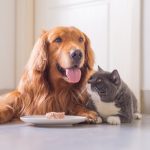 Un fondo per sfruttare il megatrend degli animali domestici