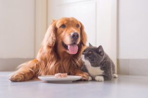 Un fondo per sfruttare il megatrend degli animali domestici