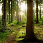 Emissioni aziendali compensate da un nuovo bosco