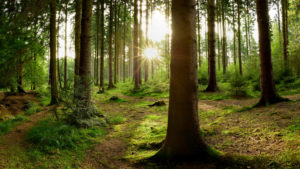 Emissioni aziendali compensate da un nuovo bosco