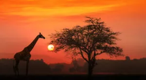 financialounge - Africa bond Erik Renander Ghana Hedge Invest Sgr sudafrica utili valutazioni