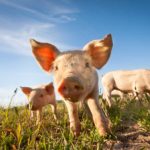 Banche cinesi, carne di maiale in omaggio a chi apre un conto