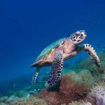 Combattere l’acidificazione del Mediterraneo, l’impegno di Amundi