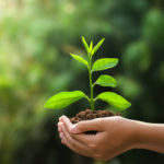 Nasce il bosco di Etica Sgr per ridurre lo smog a Milano 