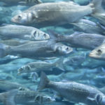 Findus, ecco orate e branzini ecosostenibili
