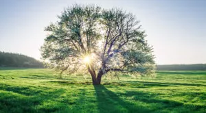financialounge - BlueBay ESG Fixed Income