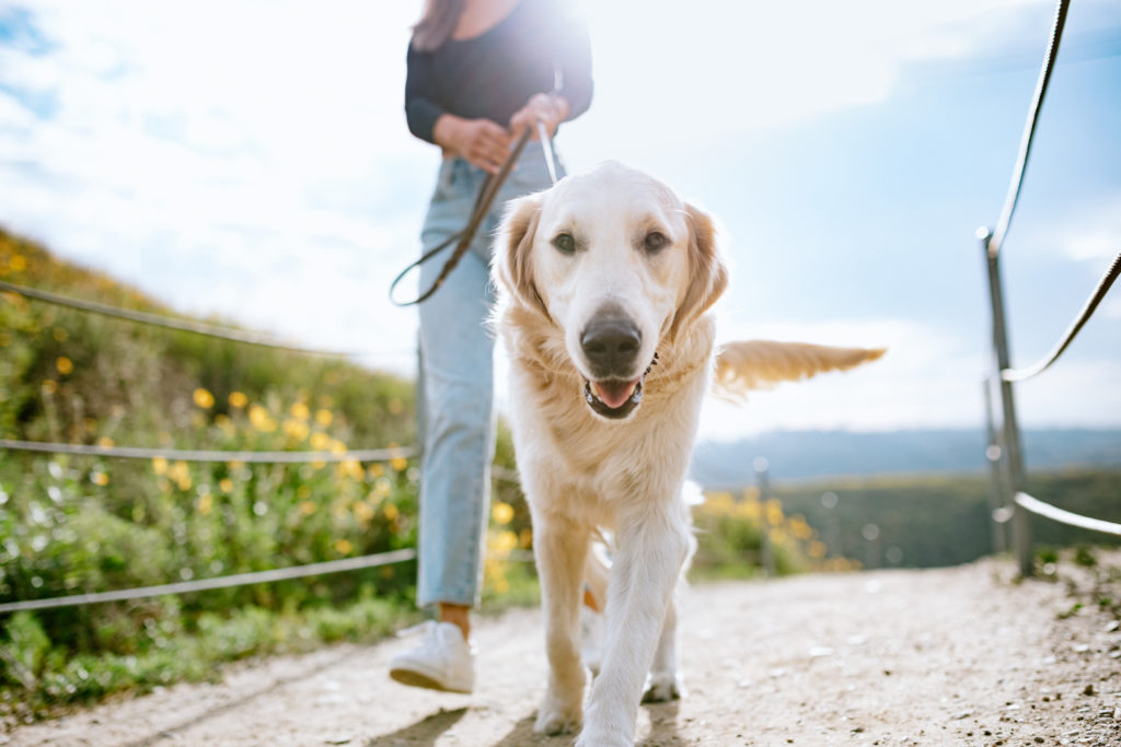 financialounge -  animali domestici farmaci Roberto Speranza salute spese mediche veterinari