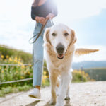 Curare gli animali domestici con farmaci umani, ecco quanto potrà risparmiare una famiglia