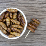 L’Unione europea autorizza gli insetti come nuovo alimento