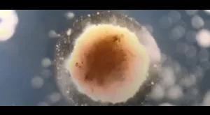 financialounge -  biologia cellule Harvard ricerca robot xenobot