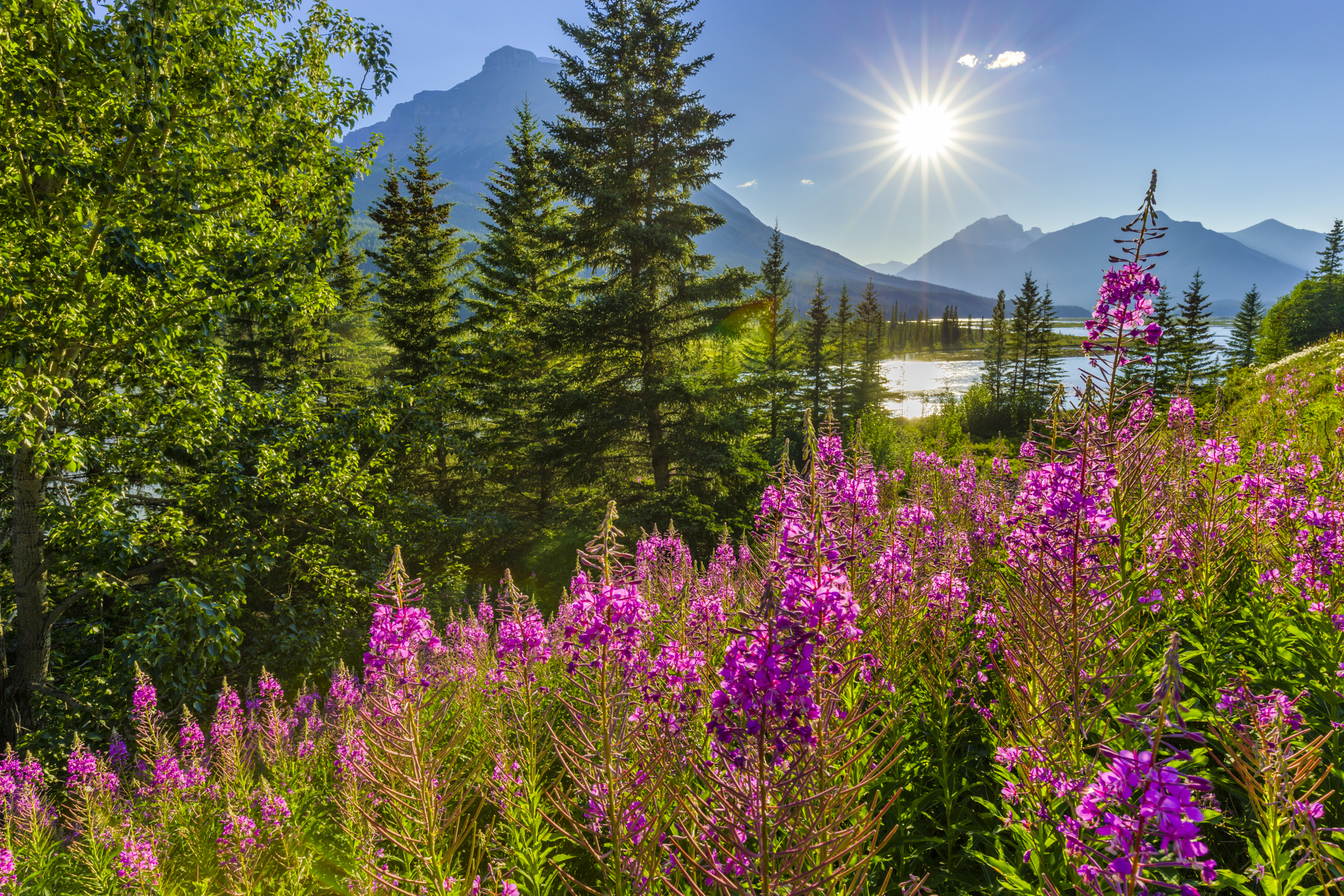 financialounge -  Biodiversità ESG finanza sostenibile Peter van der Werf Robeco wwf