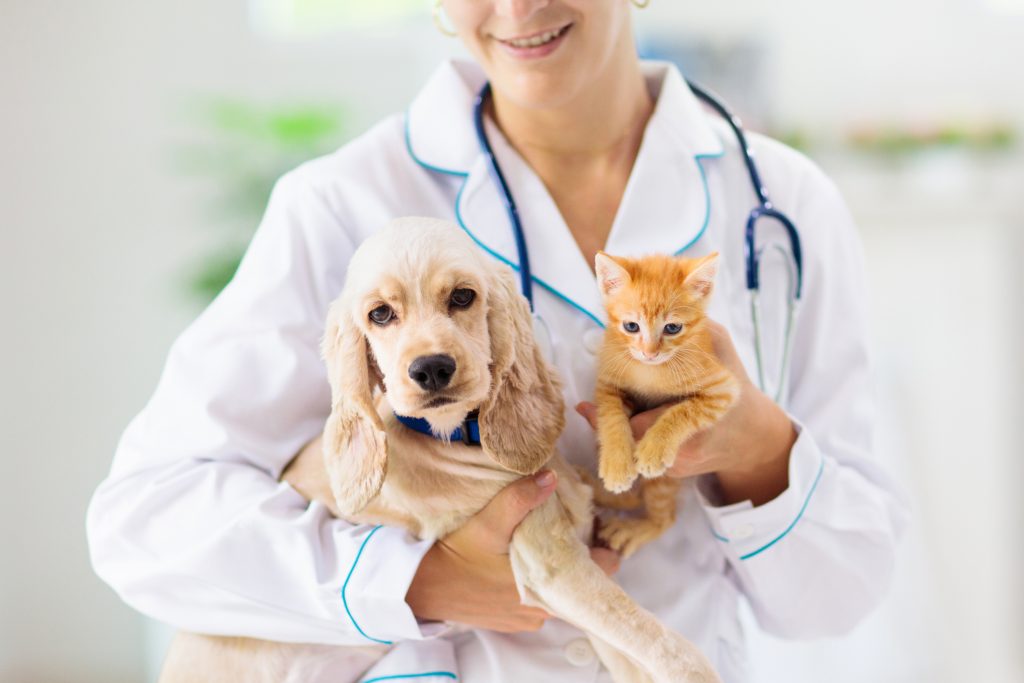 financialounge -  animali domestici bonus cane gatto Mood Spese veterinarie