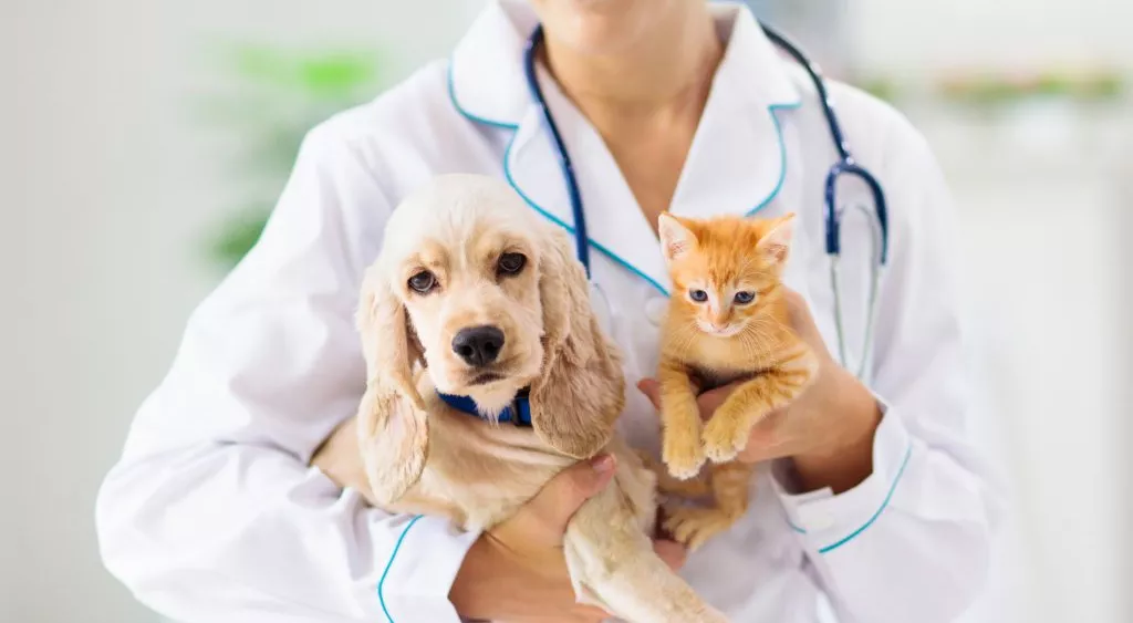 financialounge - animali domestici bonus cane gatto Mood Spese veterinarie