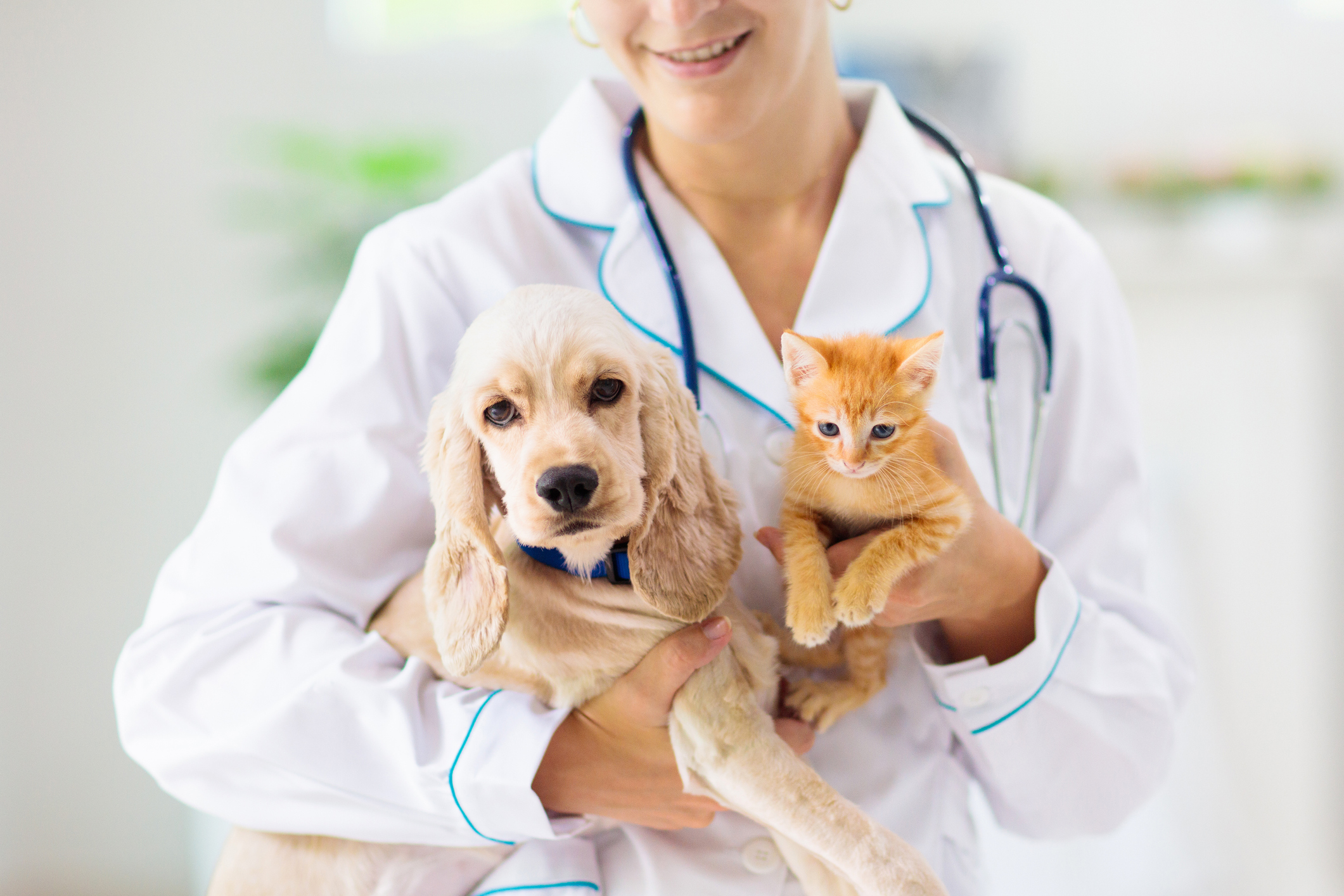financialounge -  animali domestici bonus cane gatto Mood Spese veterinarie