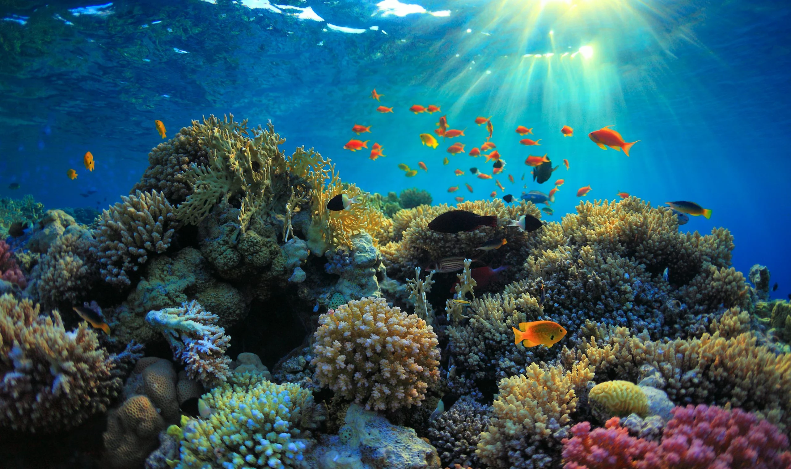 abrdn: "Il Belize salverà la barriera corallina ristrutturando il suo debito"