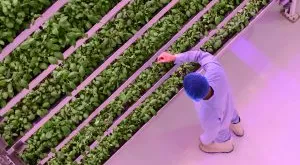 financialounge - agribusiness agricoltura investimenti Mood