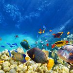 Amundi lancia un fondo tematico dedicato all’economia degli oceani