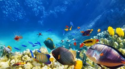 financialounge -  Amundi Asset Management CPR Invest - Climate Action Vafa Ahmadi