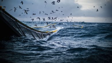 Blue economy: una scelta di successo per ambiente, aziende e investitori