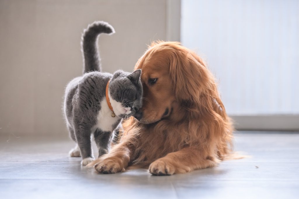 financialounge - abbandoni cani Carovita gatti inflazione