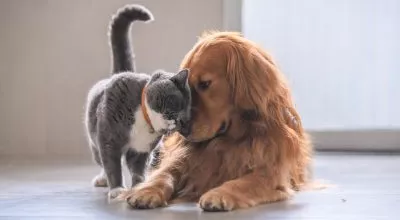 financialounge - abbandoni cani Carovita gatti inflazione