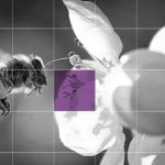 Portafoglio: scopri la biodiversità