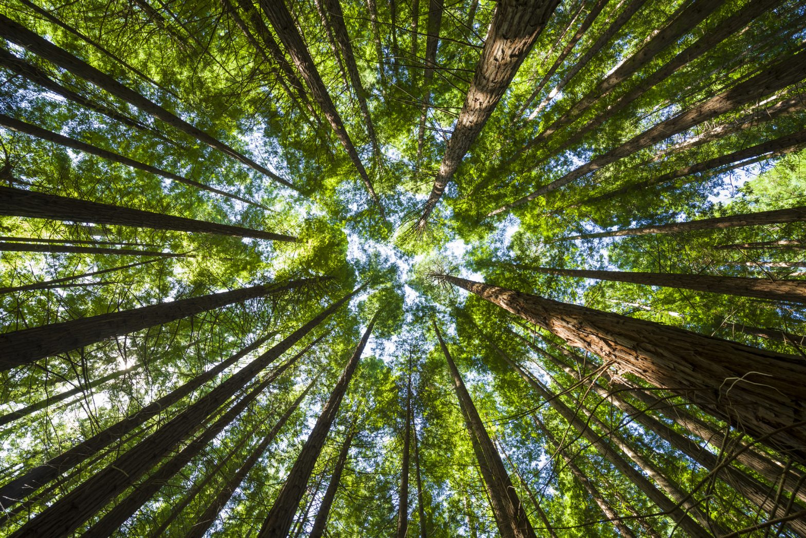 financialounge -  Allianz Global Investors deforestazione ESG Guirec Thouement mercati