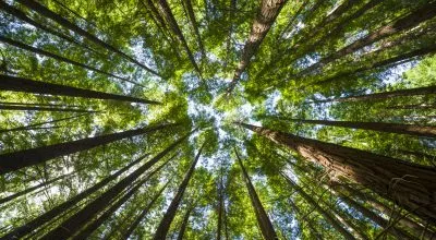 financialounge - Allianz Global Investors deforestazione ESG Guirec Thouement mercati