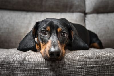 financialounge -  bolzano cani Pet economy tassa soggiorno