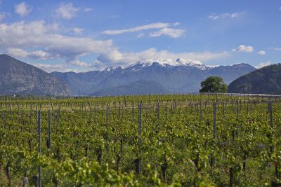 financialounge -  Barone Pizzini Consorzio Franciacorta Franciacorta Silvano Brescianini vini frizzanti