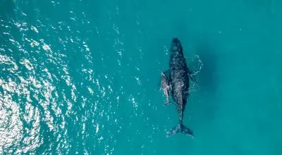 financialounge - blue economy economia ESG Etica Sgr green economy Oceani