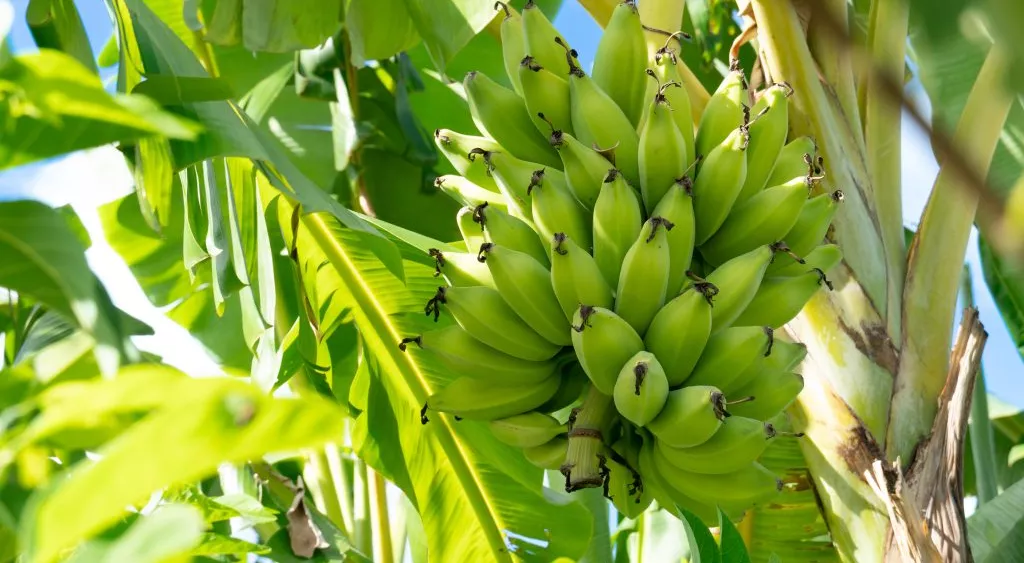 financialounge -  Agroalimentare banane Chiquita Sicilia