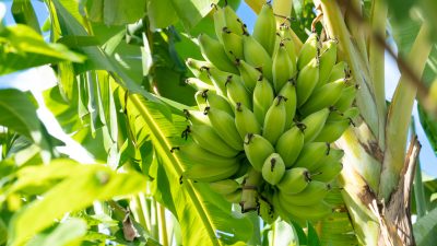 financialounge -  Agroalimentare banane Chiquita Sicilia